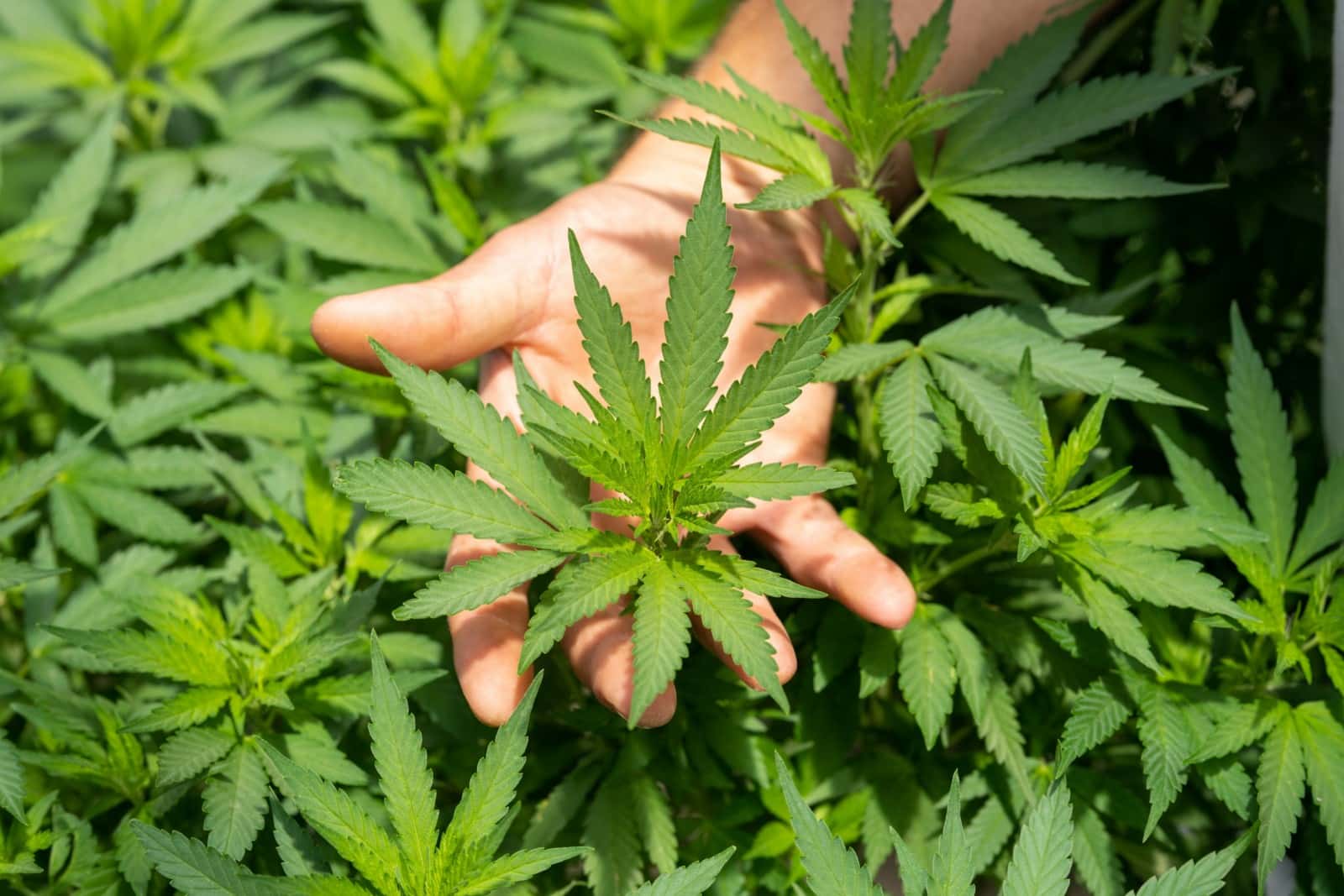 Le CBD pour perdre du poids, réalité ou arnaque?